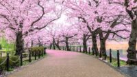 Menikmati Indahnya Sakura di Taman Jepang